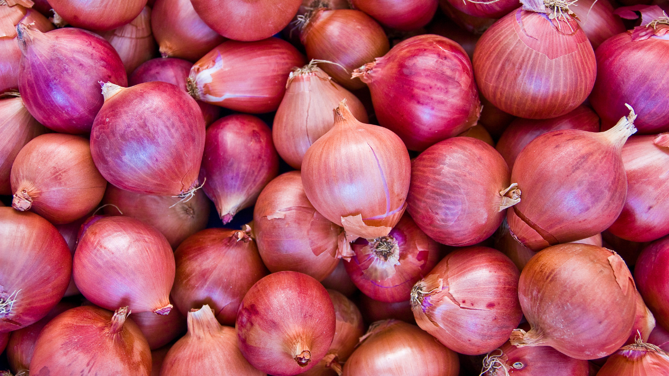 Export Grade Indian Onions
