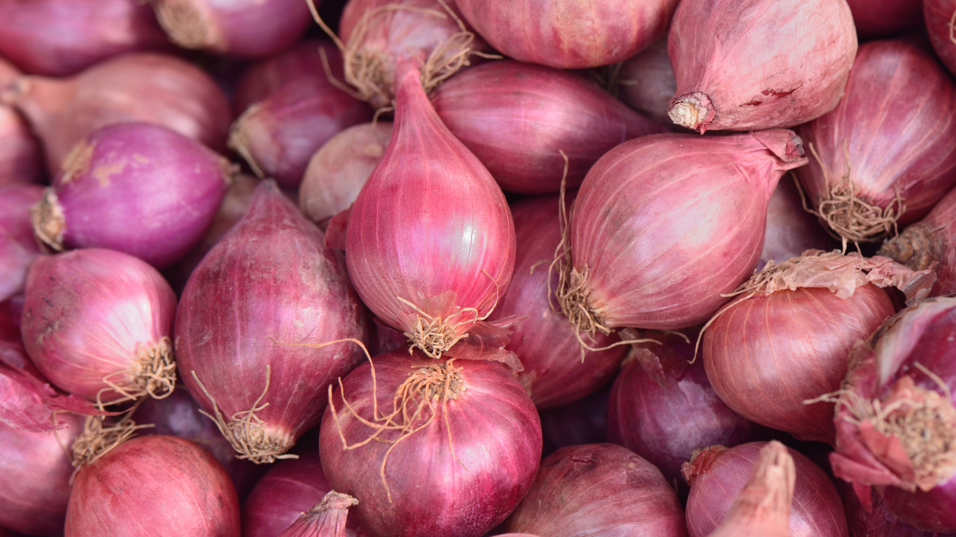 Indian Red Onion Export Quality
